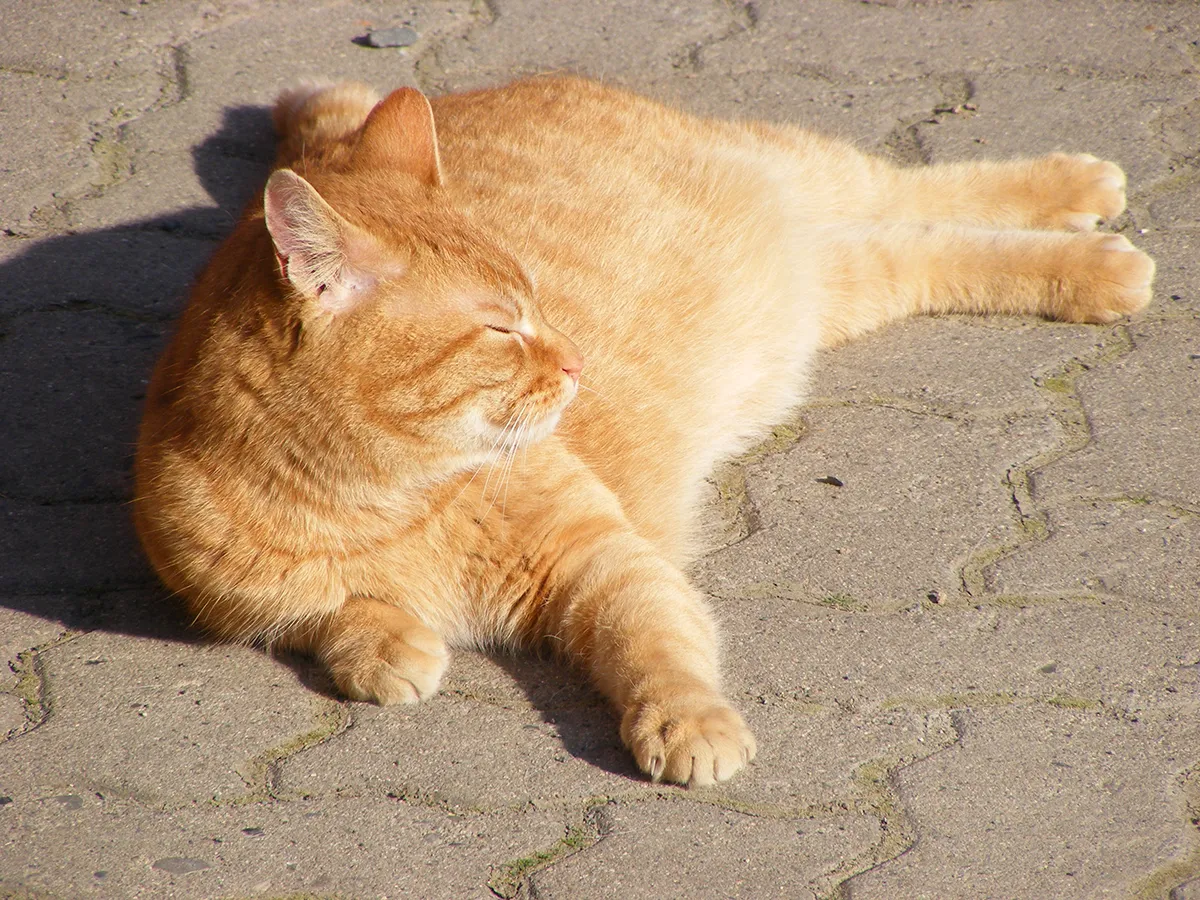 一只橘猫在人行道上晒太阳睡觉